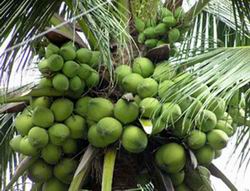 Export duty rate to be cut from 3% to 0%