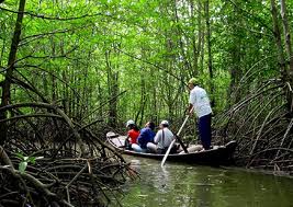 Tan Dao mangrove forest restoration