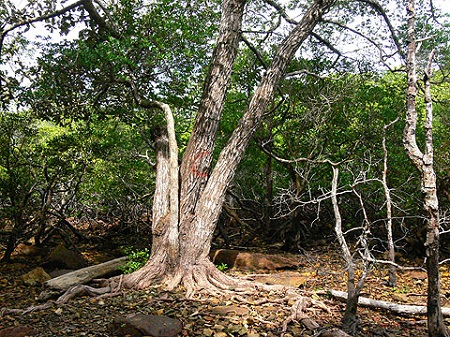 Lumnitzera littorea on Cam Ranh Bay needs protection