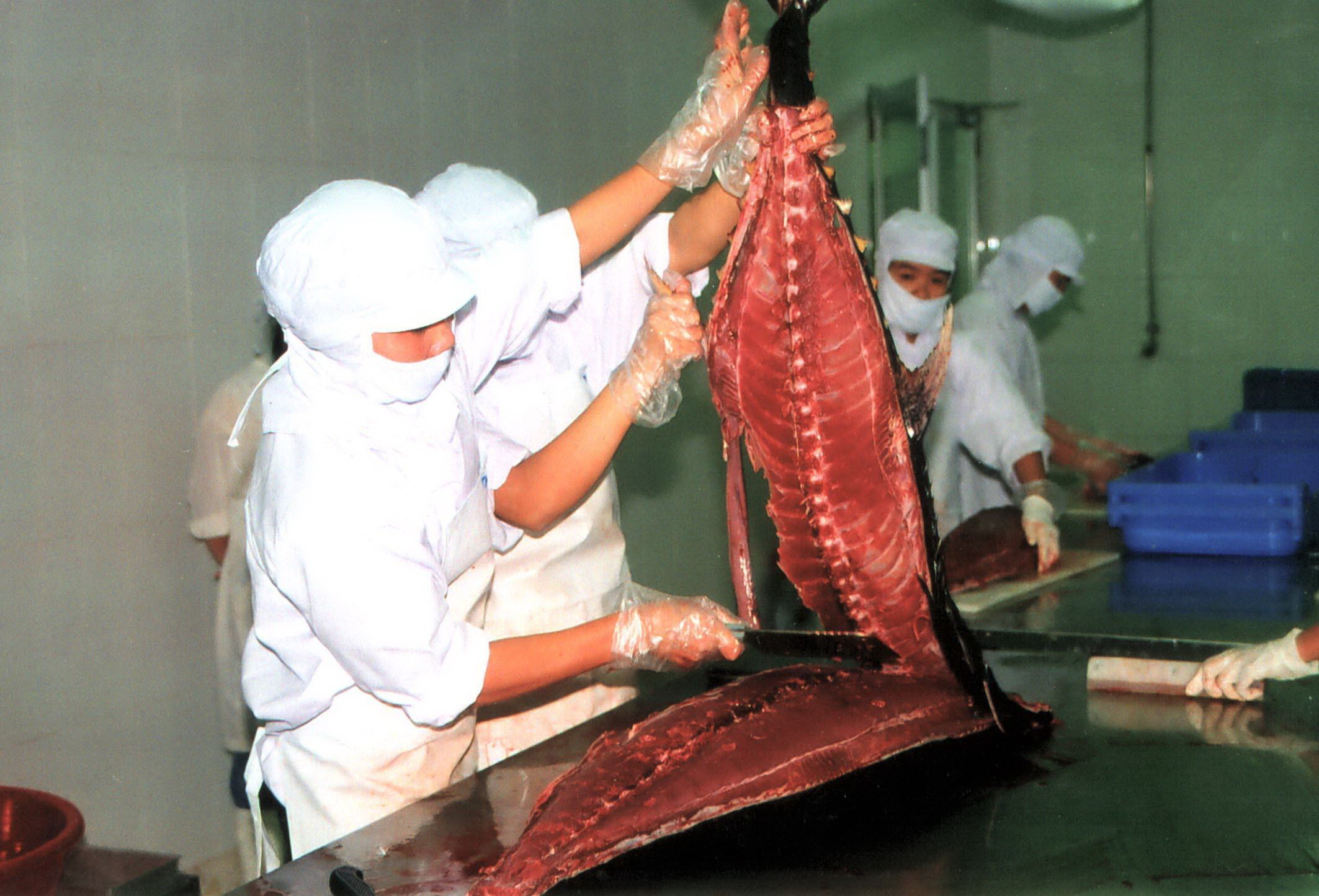 Processing tuna