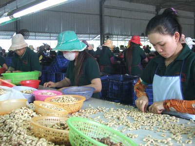 Processing cashew nuts