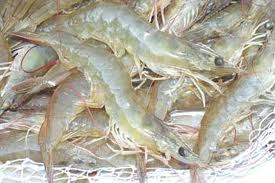Khanh Hoa: 16 white leg shrimp breeding farms