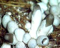 Safe straw mushroom cultivation: less cost, more profit