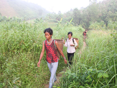 Picking wild bamboo shoots