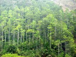 Khanh Hoa: 1,020ha of forest cultivated