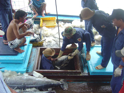 4,000 tons of tunas put ashore at Hon Ro Port