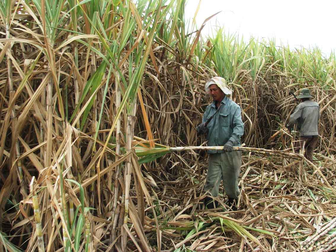 Khanh Hoa steps up credits for agriculture and rural development