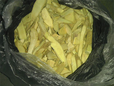 Paramignya trimera preservation