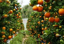 Spring Flower Festival 2013 to open in Nha Trang City