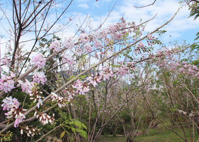 Contemplating broadest cherry blossom garden in Vietnam