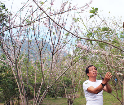 Ornamental tree artisan taking care trees to make all cherry blossoms open on Lunar New Year Festival