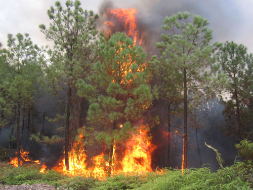 Urgent warning on forest fire risk