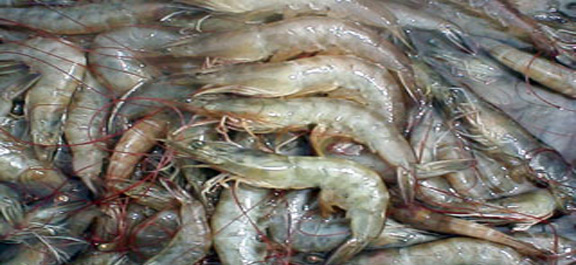 White-leg shrimps