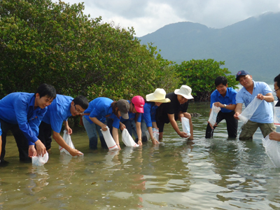 Marine juveniles returned to Nha Phu Swamp for resource regeneration