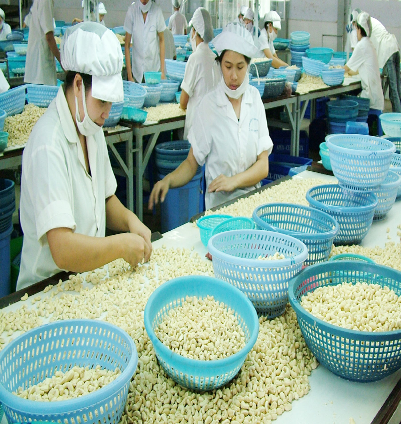 Cashew nut processing