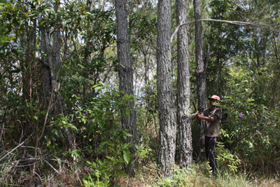 Wildfire control efforts in Khanh Son