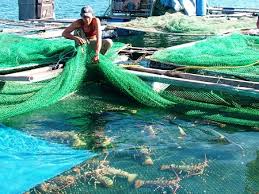 Raising lobsters in cages