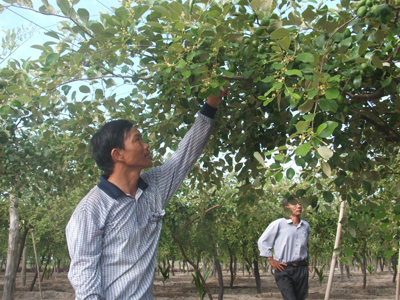 Efforts to reduce poverty in Khanh Hoa