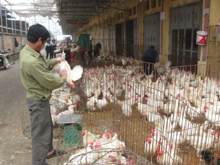 Vietnam supported USD1.7m to fight with avian influenza