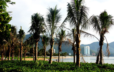 Additional 100 coconut trees planted on Hon Chong Beach