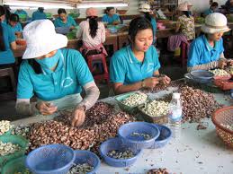 Vocational training for 86 residents in Van Ninh
