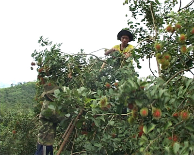 Khanh Son: Profitable Thai rambutan cultivation