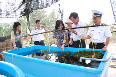 Seagrape planting experimented successfully in Truong Sa Island District