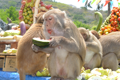 New ticket price on Monkey Island from Sep. 1