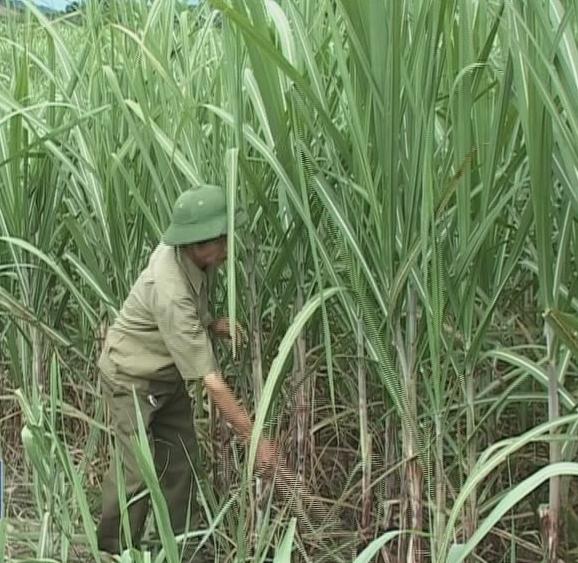 Socioeconomic development program of ethnic minority and mountainous areas in Khanh Vinh District