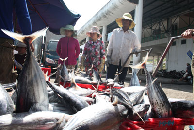 Khanh Hoa Province exports 5,000 tons of tunas