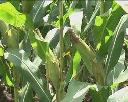 Drought-resistant cross-bred corn plants experimented in Khanh Son