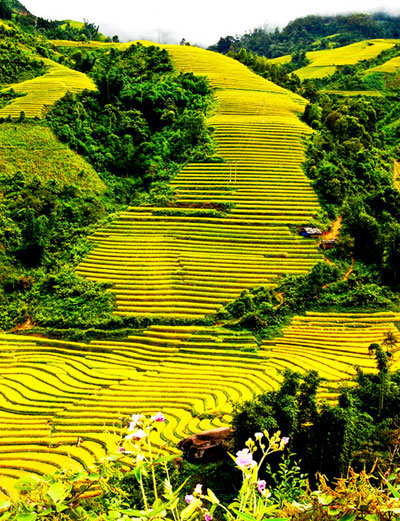 Longest pass and terraced field with most steps in Vietnam recognized