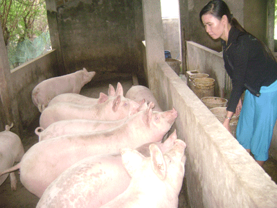 Ninh Hoa Town Women’s Association supports its members to promote business efficiency