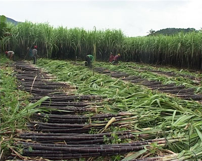 Khanh Son rising thanks to Resolution on agriculture, farmers and rural areas