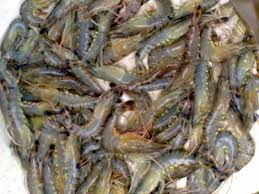 Prawn price rising