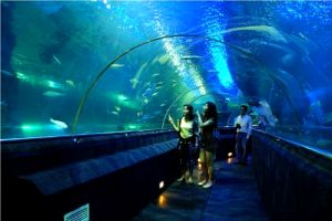 Largest aquarium in Vietnam to be opened on Dec. 24