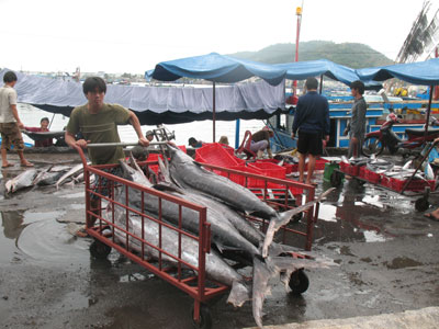 Hon Ro and Vinh Luong fishing ports to be upgraded