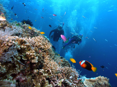 Hon Mun, the most ideal place for diving in Nha Trang.