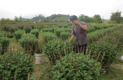 Flower growers hope for bumper crop