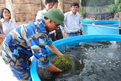 High nutrient vegetable supplement supply in Truong Sa District