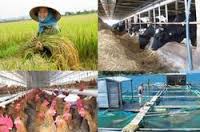 Khanh Hoa agriculture to keep growth rate above 2.8% in 2014
