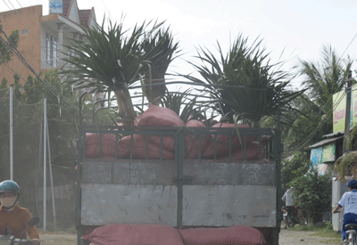 First Tet flowers on streets in Nha Trang
