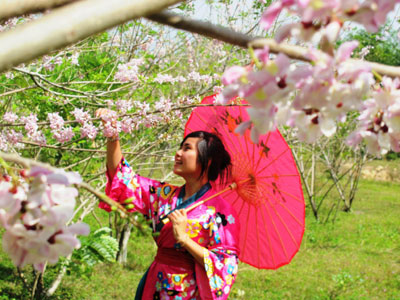 Contemplating cherry blossoms in Waterland Thach Lam Stream