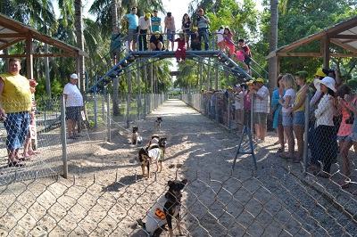 Dog racing on Monkey Island