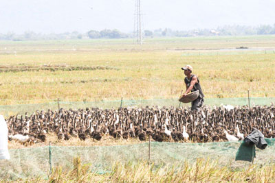 Van Ninh District enhances bird flu control
