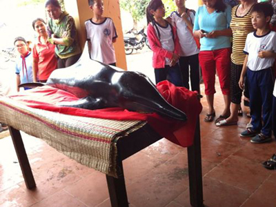 50kg whale washed ashore in Vinh Luong Commune