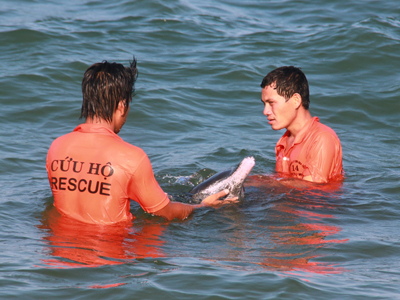 2-meter dolphin rescued at Nha Trang sea
