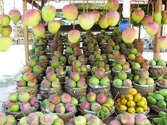 Khanh Hoa, land of Australian mangoes in Vietnam