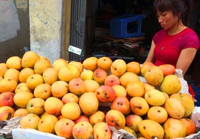 Ripen Australian mangoes.