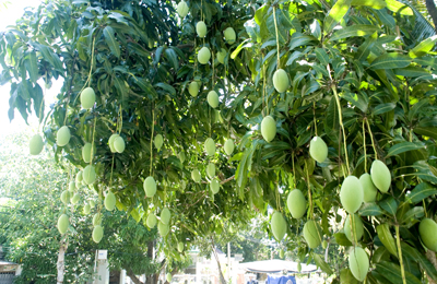 Bumper crop of mangoes in Cam Lam District